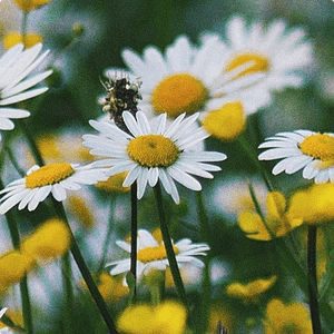 Chamomile_Square_300x