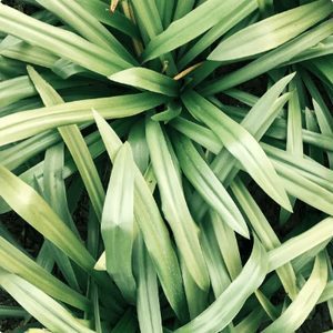 Lemongrass_Square_300x